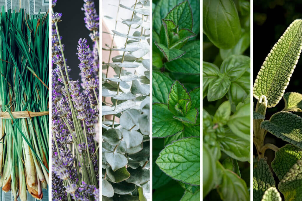 Collage aus Zitronenras, Lavendel, Eukalyptus, Minze, Basilikum und Salbei