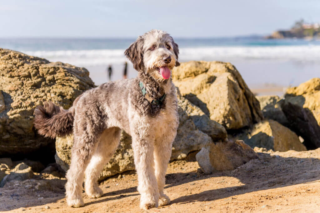 Aussiedoodle steht am Strand im Sonnenlicht