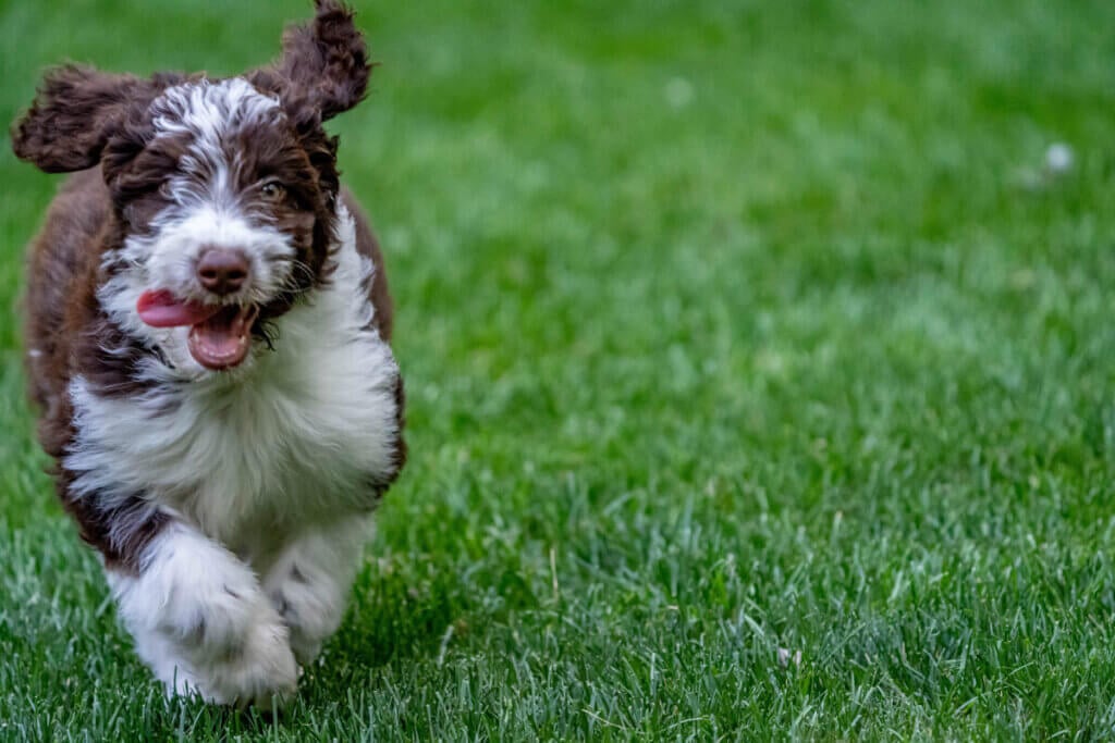 Aussiedoodle rennt auf einer Wiese auf Kamera zu