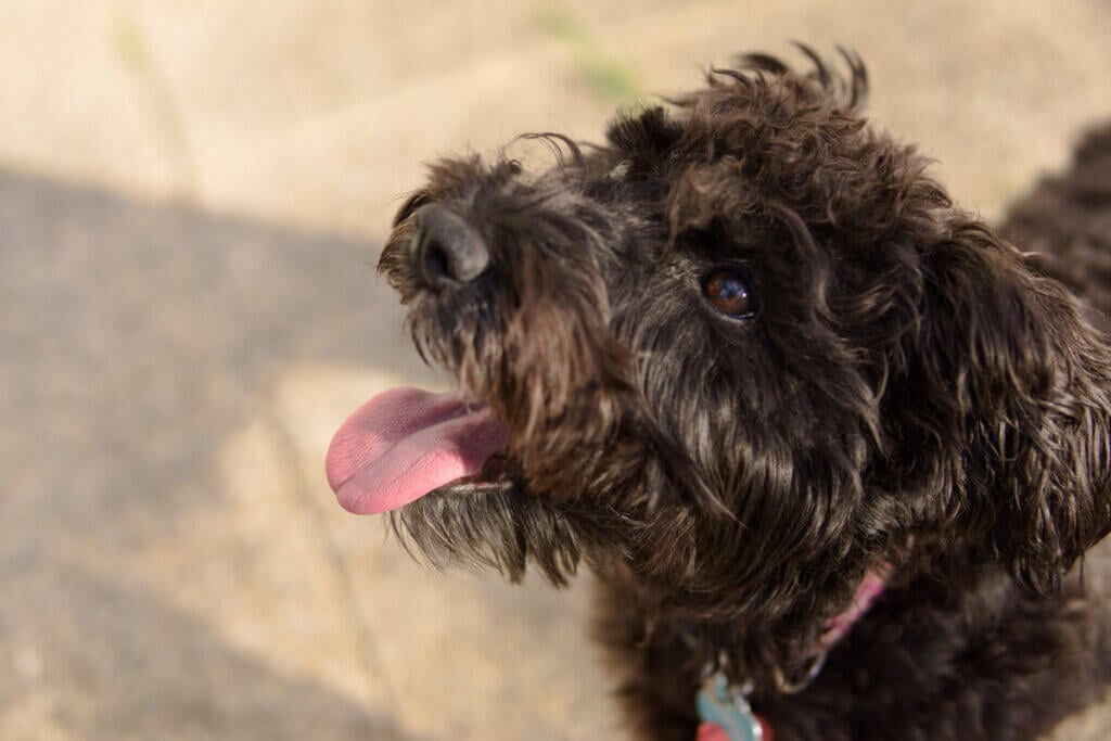 Schnoodle blickt erwartungsvoll nach oben