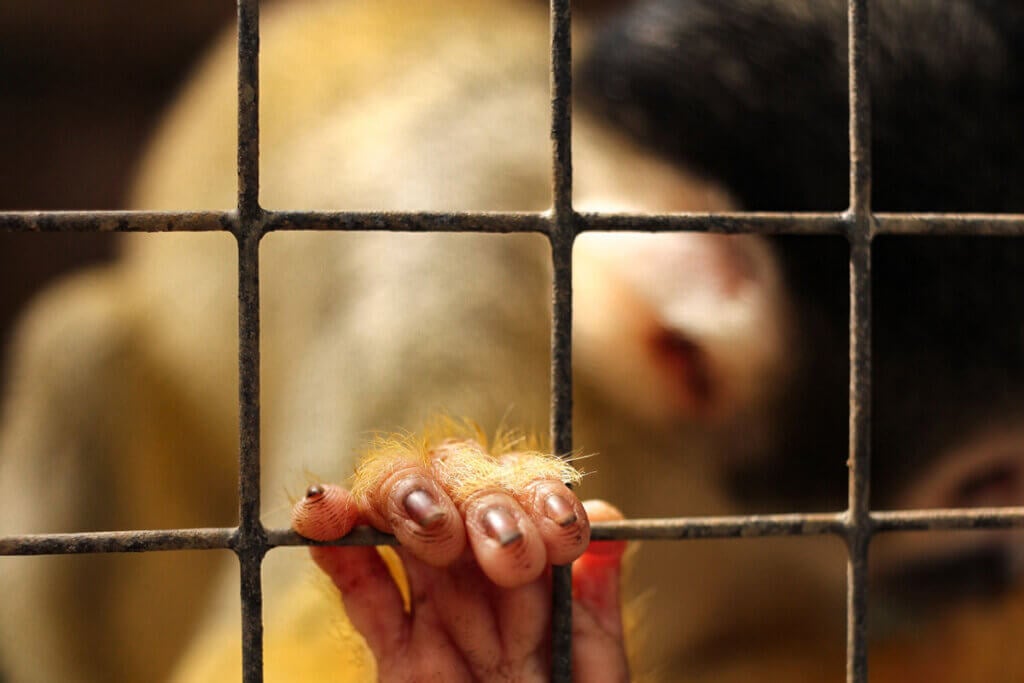 Kleiner Affe im Hintergrund, der an ein Gitter im Fokus greift