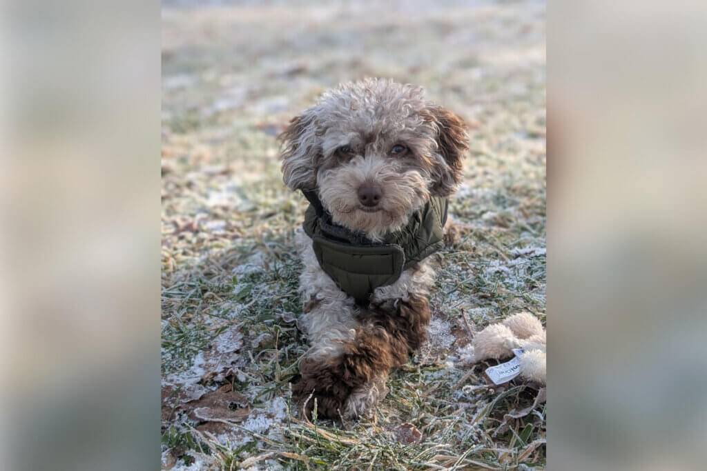 Mini-Aussiedoodle liegt aus Boden