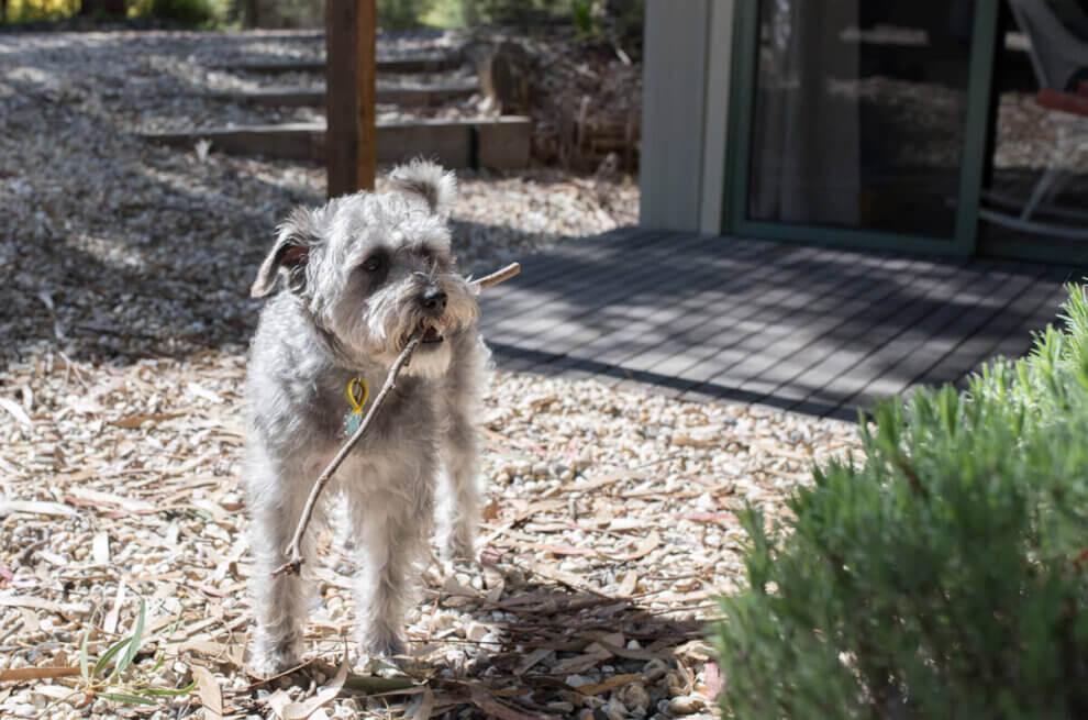 Schnoodle mit Stock im Mund in einem Garten