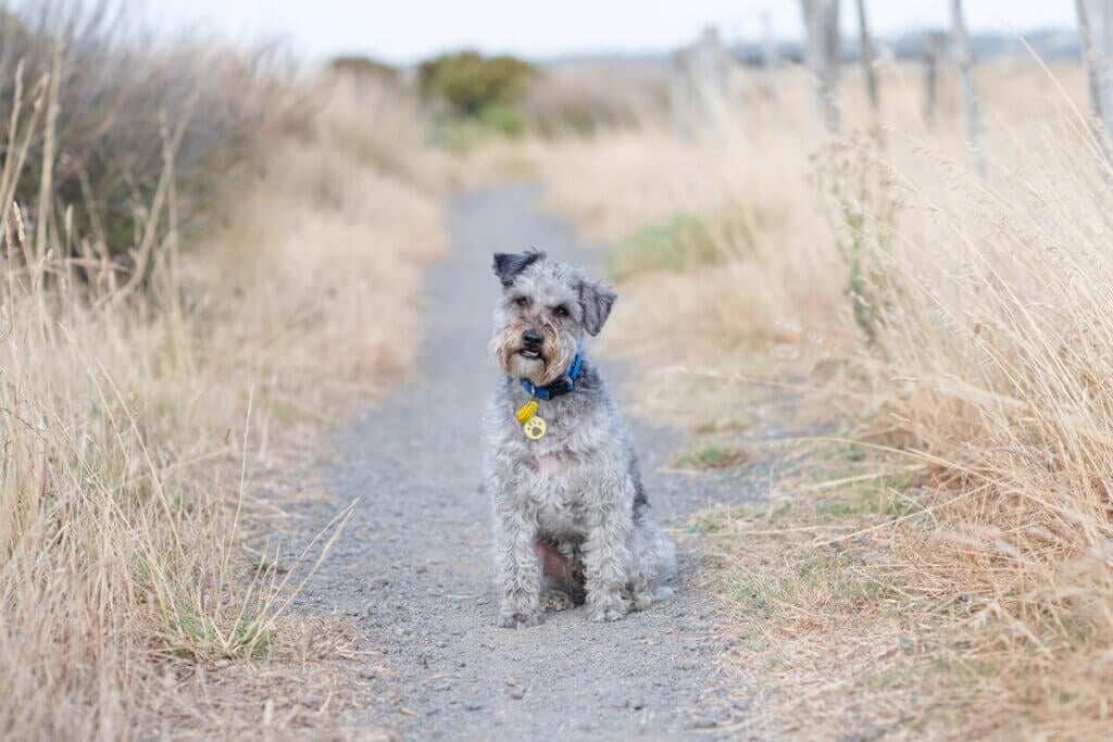 Schnoodle sitzt auf einem Kiesweg und schaut in die Kamera