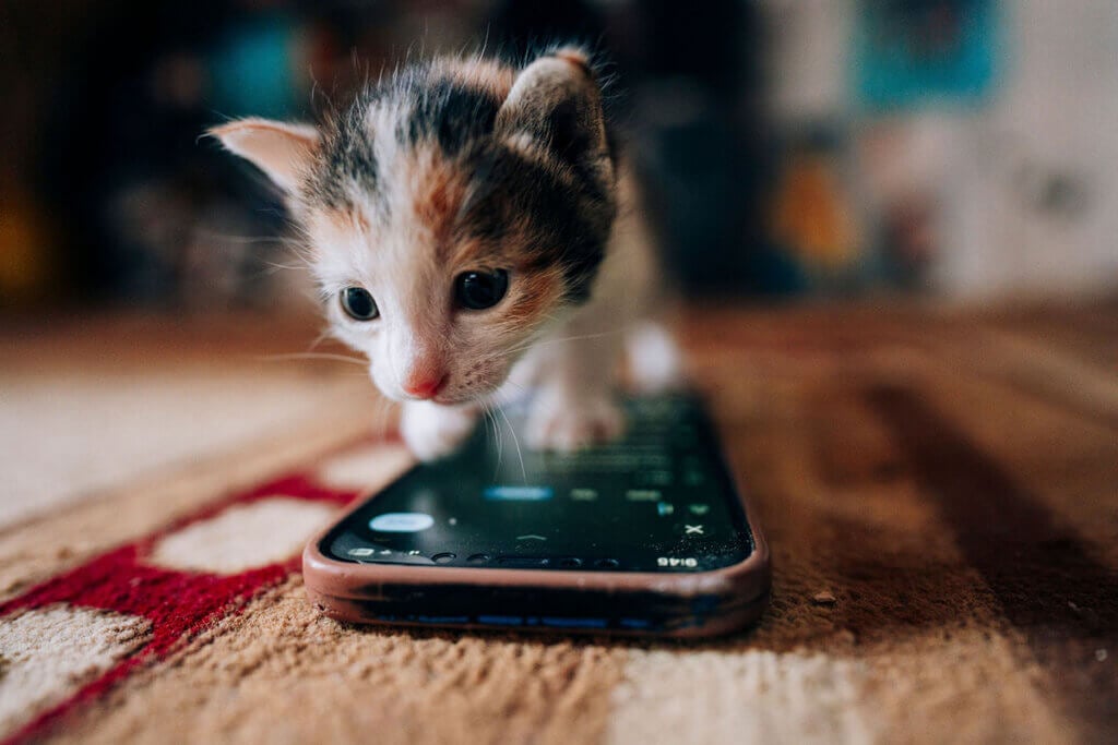 Ein Kitten tapst auf einem Handy herum, darunter ein Teppich.