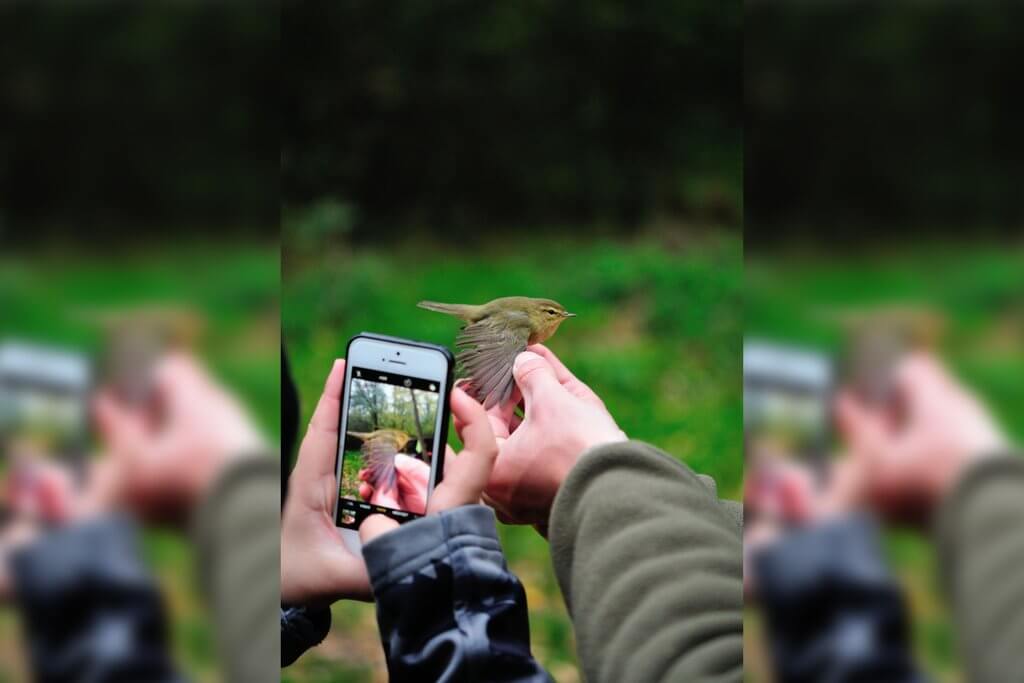 Man sieht zwei Hände, welche unterschiedlichen Personen gehören, welche eine Hand einen Vogel hält und die Andere filmt.