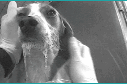 Tierversuche an muskelkranken Hunden beenden – helfen Sie!