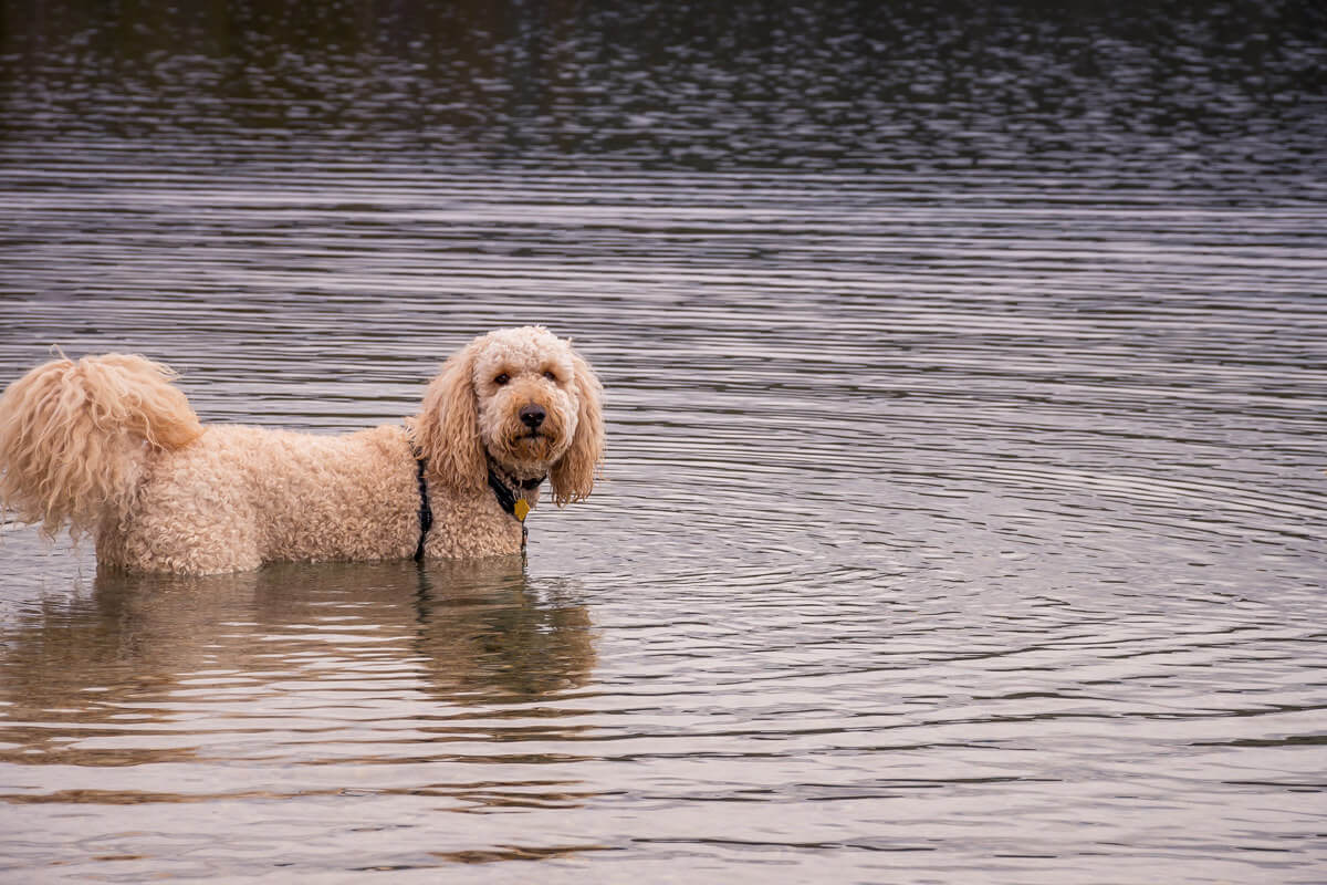 Heller Goldendoodle Hund steht in Wasser und blickt zur Kamera