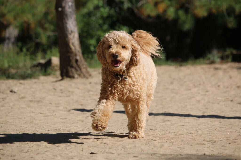 Goldendoodle Hund läuft auf Sand mit Wald im Hintergrund