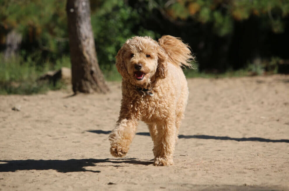 Goldendoodle Hund läuft auf Sand mit Wald im Hintergrund