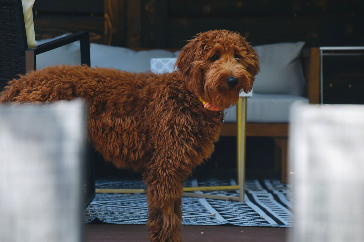 Brauner Goldendoodle