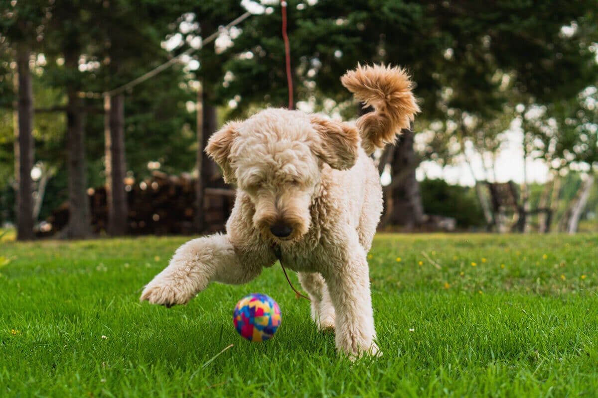 Golden Doodle spielt in Park mit Ball