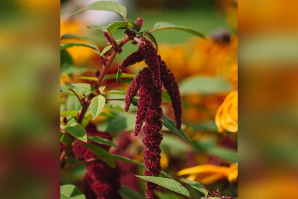 Dunkelrote Amaranthus-Pflanze